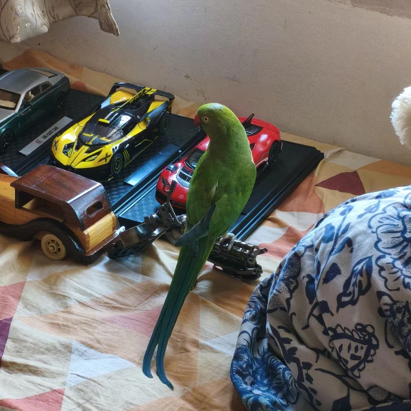 avatar
